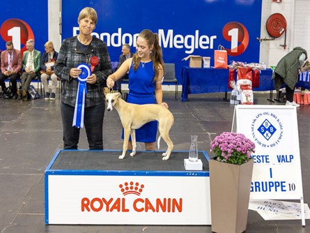 Beste valp gr 10.jpg